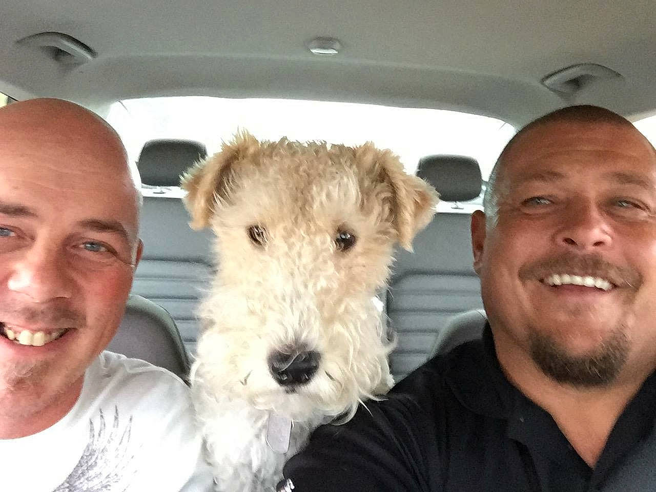 Riley joined the competition — help win amazing prizes! canidae, car, carnivore, companion_dog, dog, dog_breed, eye, fur, happy, motor_vehicle, nose, organ, skin, smile, snout, toy, vehicle, white, window, working_animal