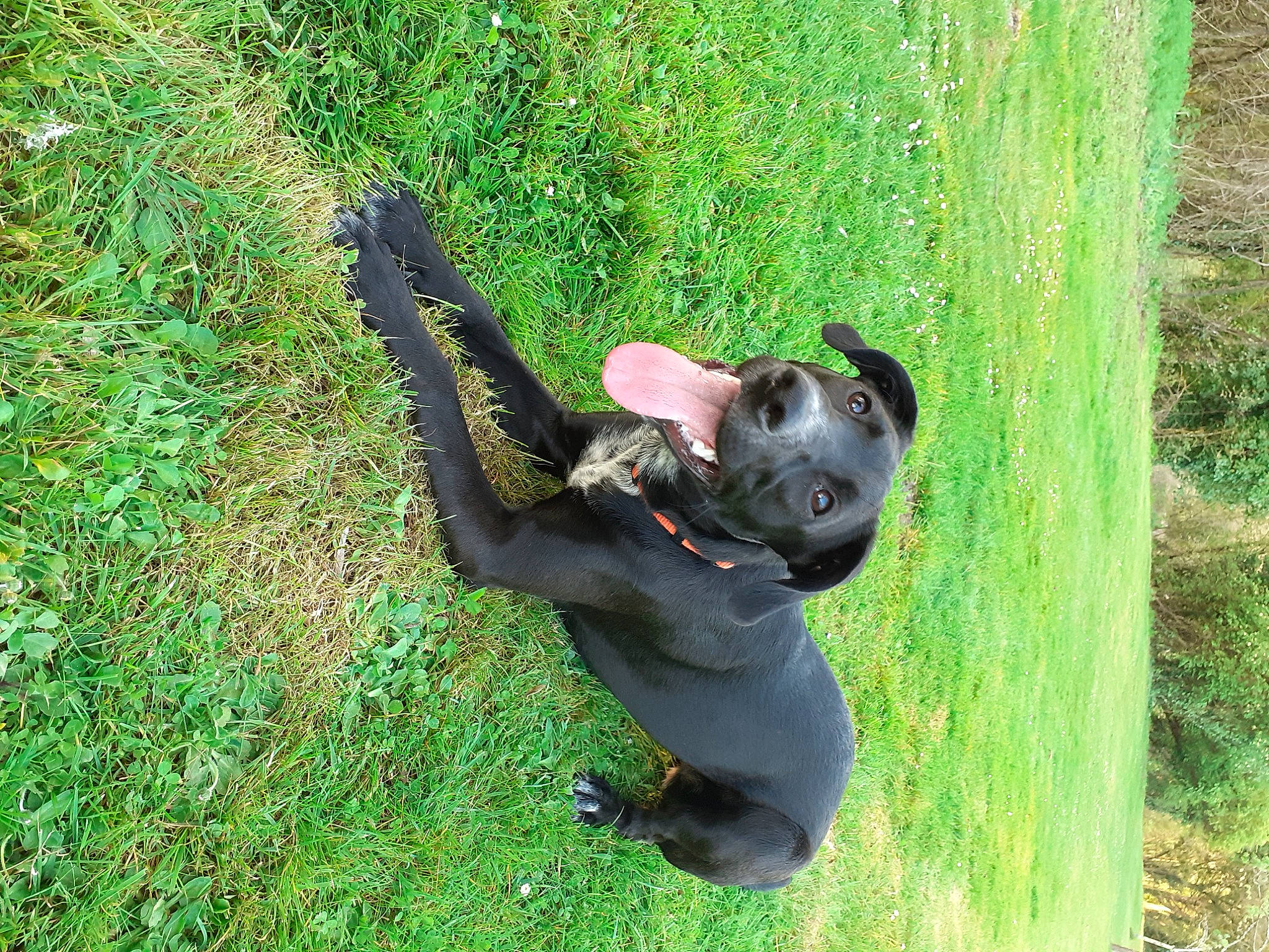 Skya a rejoint le concours — aidez-le/la à gagner de superbes lots ! canidae, carnivore, common_chimpanzee, companion_dog, dog, dog_breed, grass, grassland, groundcover, leaf, meadow, people_in_nature, plant, recreation, snout, sporting_group, tail, terrestrial_animal, tree, trunk