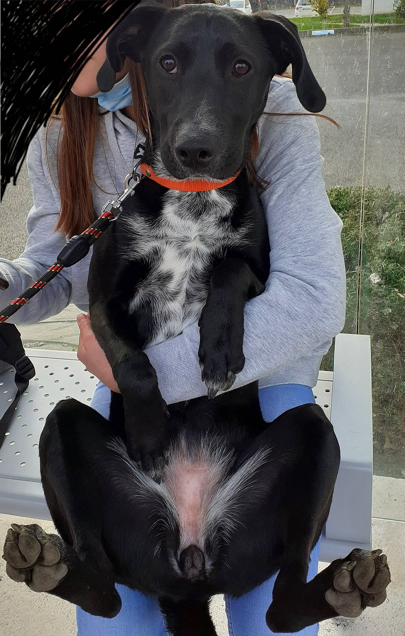 Skya participe au concours pour gagner de l'argent avec cette photo : canidae, carnivore, collar, comfort, companion_dog, dog, dog_breed, dog_collar, dog_supply, fawn, fur, gun_dog, hat, plant, sitting, snout, sporting_group, thigh, white, working_animal