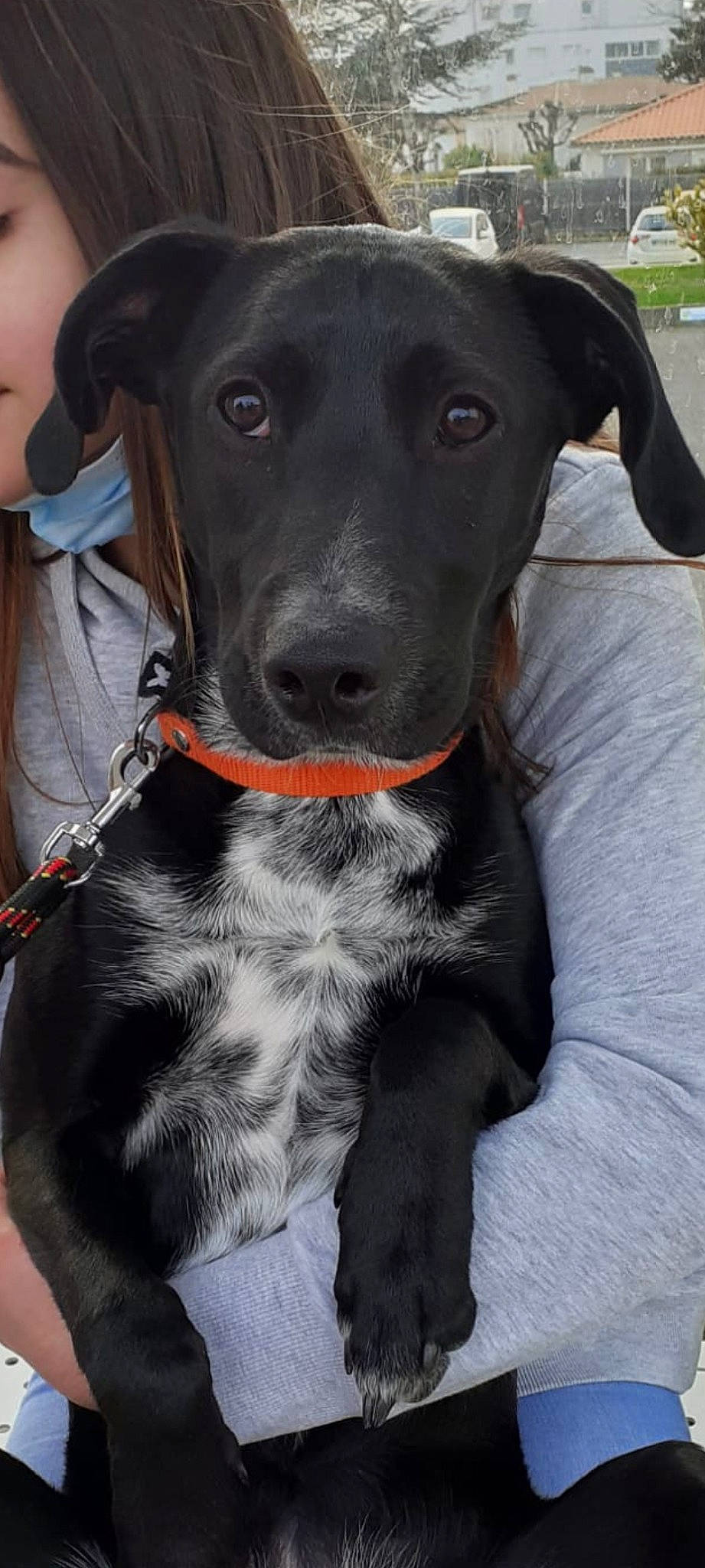 Skya participe au concours pour gagner de l'argent avec cette photo : borador, canidae, carnivore, collar, companion_dog, dog, dog_breed, dog_collar, fawn, fur, grey, guard_dog, gun_dog, liver, personal_protective_equipment, pet_supply, snout, sporting_group, whiskers, working_animal