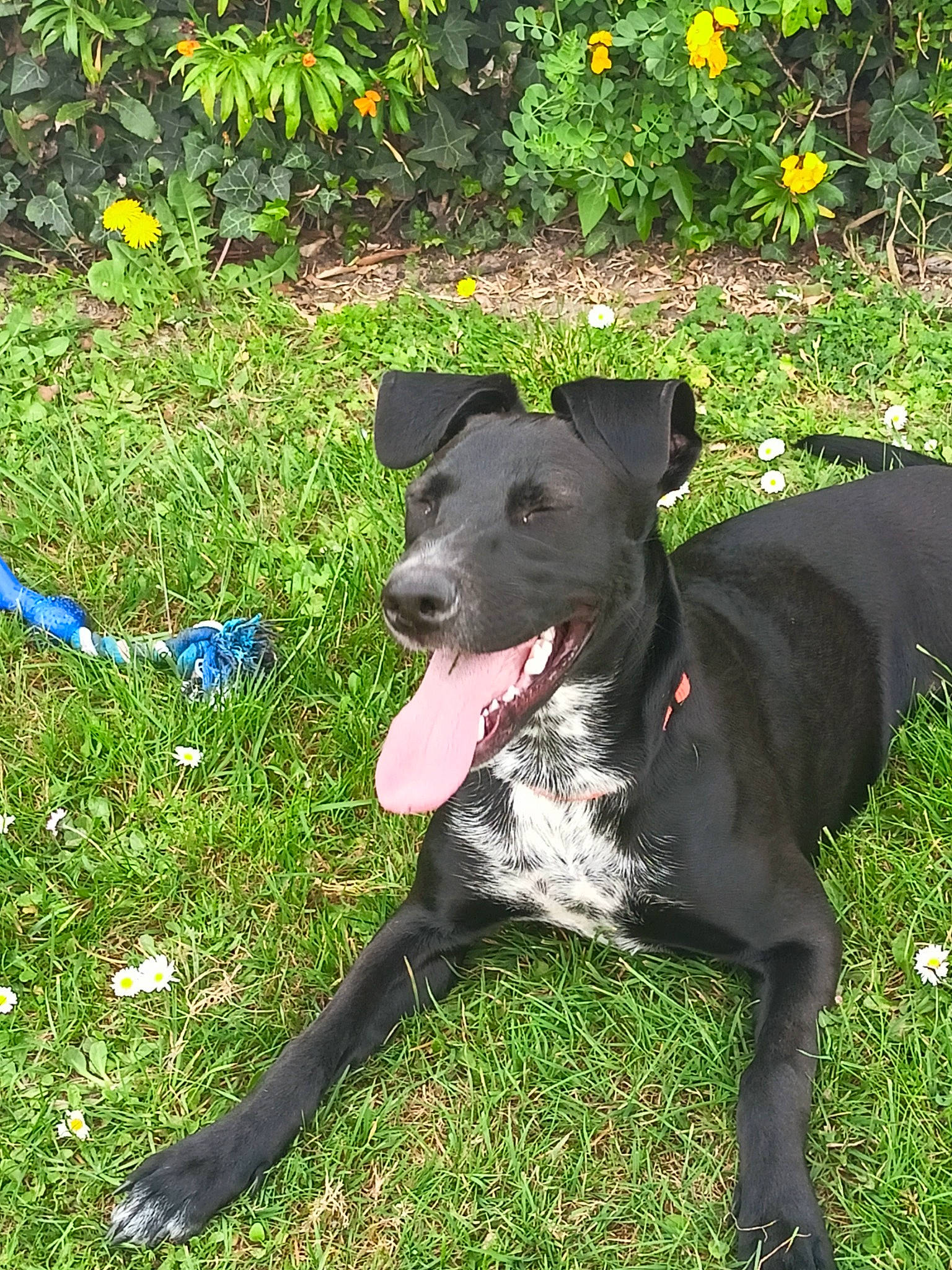 Skya participe au concours pour gagner de l'argent avec cette photo : borador, canidae, carnivore, collar, companion_dog, dog, dog_breed, dog_collar, dog_supply, fashion_accessory, flower, grass, groundcover, pet_supply, plant, snout, sporting_group, tail, terrestrial_animal, working_animal