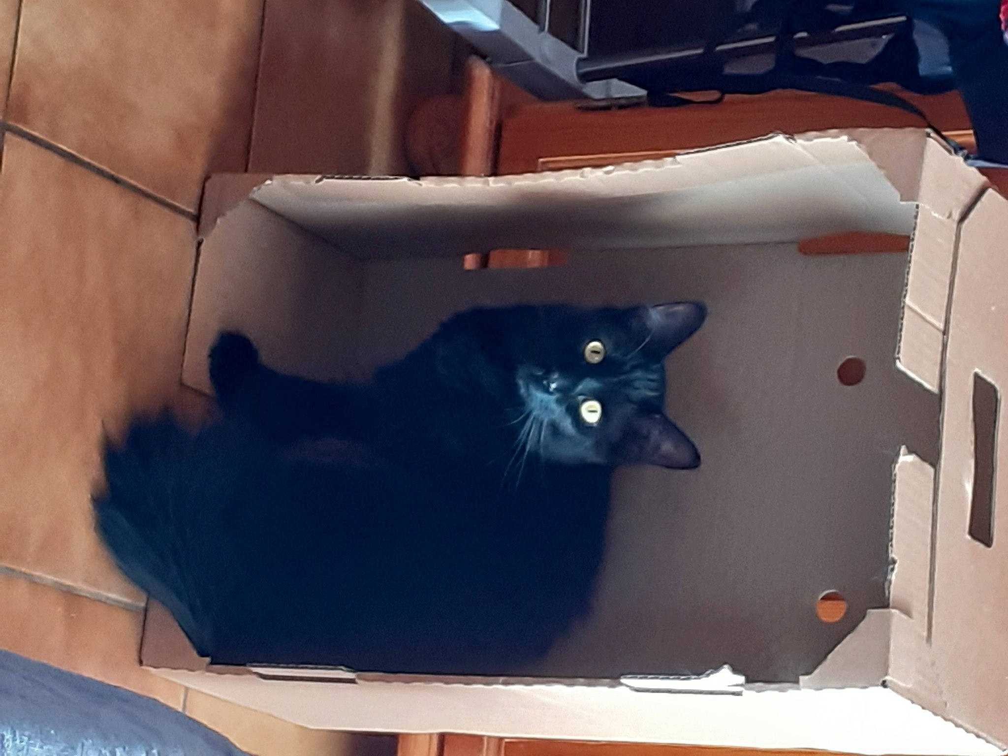 Skyppi participe au concours pour gagner de l'argent avec cette photo : black_cat, box, cardboard, carnivore, cat, domestic_short_haired_cat, felidae, fur, gas, grey, hardwood, mammal, packaging_and_labeling, room, shipping_box, small_to_medium_sized_cats, tail, vertebrate, whiskers, wood