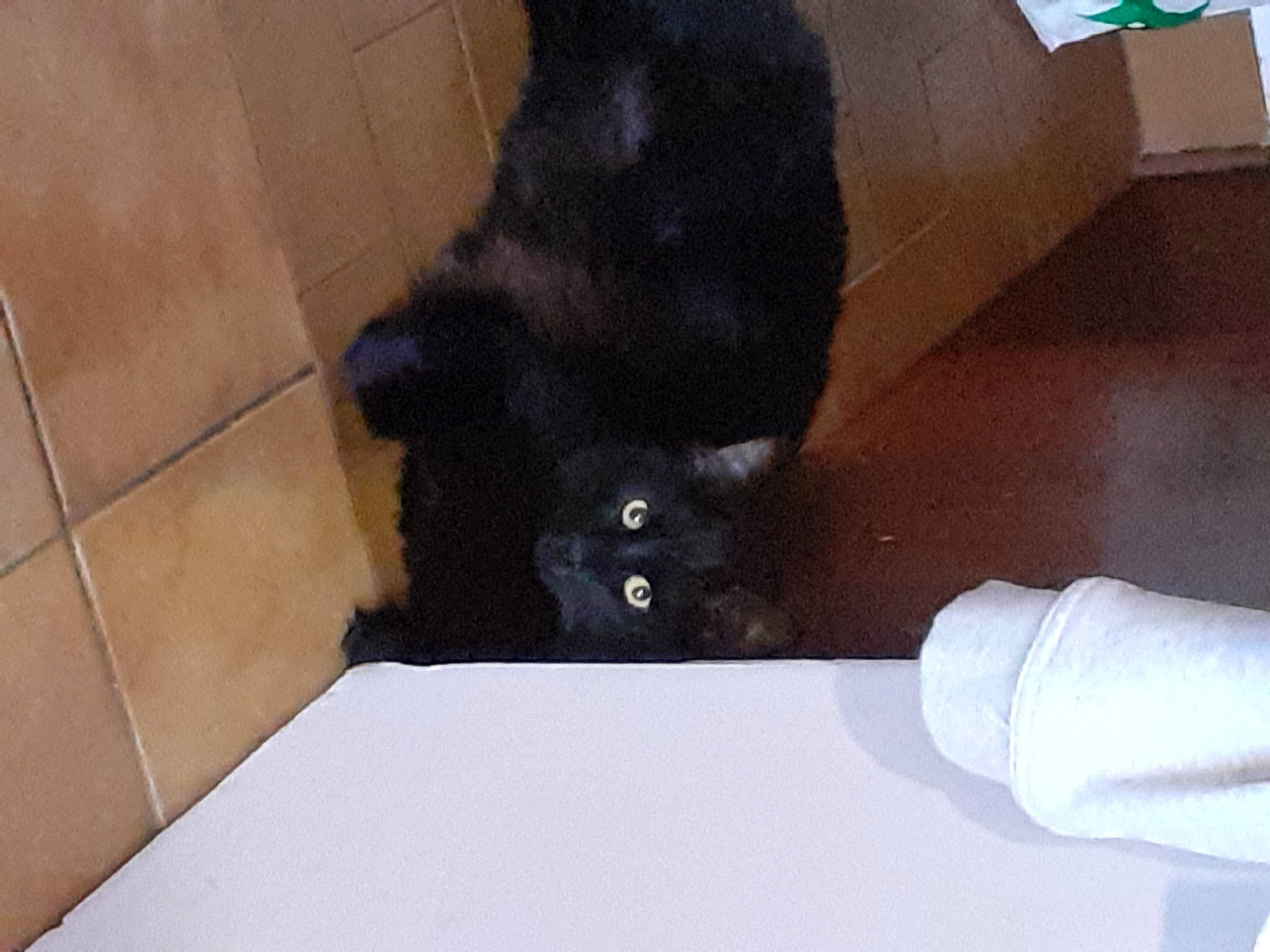 Skyppi a rejoint le concours — aidez-le/la à gagner de superbes lots ! black_cat, canidae, carnivore, cat, comfort, dog_breed, domestic_short_haired_cat, felidae, floor, flooring, fur, gesture, glove, hardwood, human_leg, small_to_medium_sized_cats, snout, sporting_group, tail, whiskers