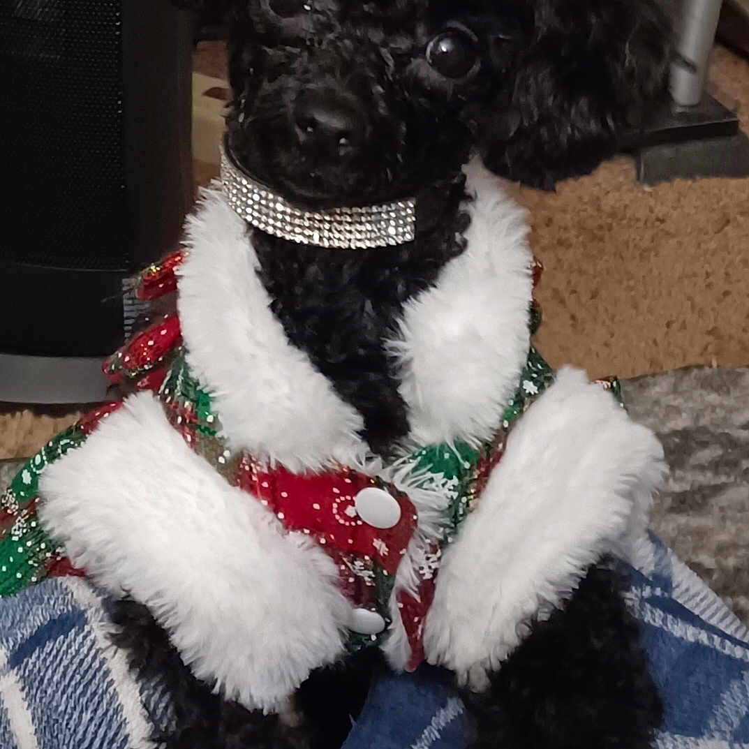 Talia K. joined the competition — help win amazing prizes! animal, black_dog, blanket, carpet, companion, cozy, curious, cute, dog, domestic_animal, festive_outfit, fur_trim, holiday_clothing, indoor, pet, plaid, poodle, rhinestone_collar, sitting, small_dog