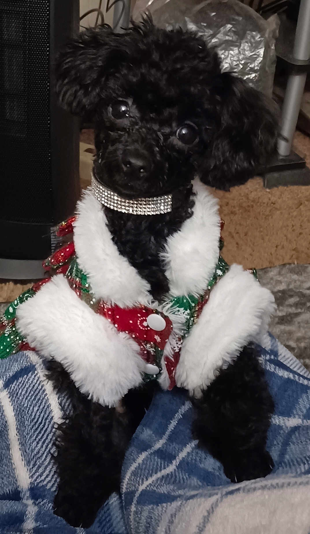 Talia K. joined the competition — help win amazing prizes! dog, poodle, black_dog, small_dog, holiday_clothing, festive_outfit, fur_trim, rhinestone_collar, pet, cute, indoor, blanket, plaid, carpet, curious, sitting, animal, domestic_animal, companion, cozy