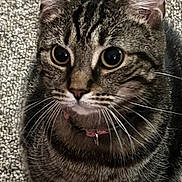 Gracee joined the competition — help win amazing prizes! carpet, cat, close_up, collar, curious, domestic_cat, domestic_pet, ears, eyes, feline, fur, home, indoor, paws, pet, portrait, sitting, stripes, tabby_cat, whiskers