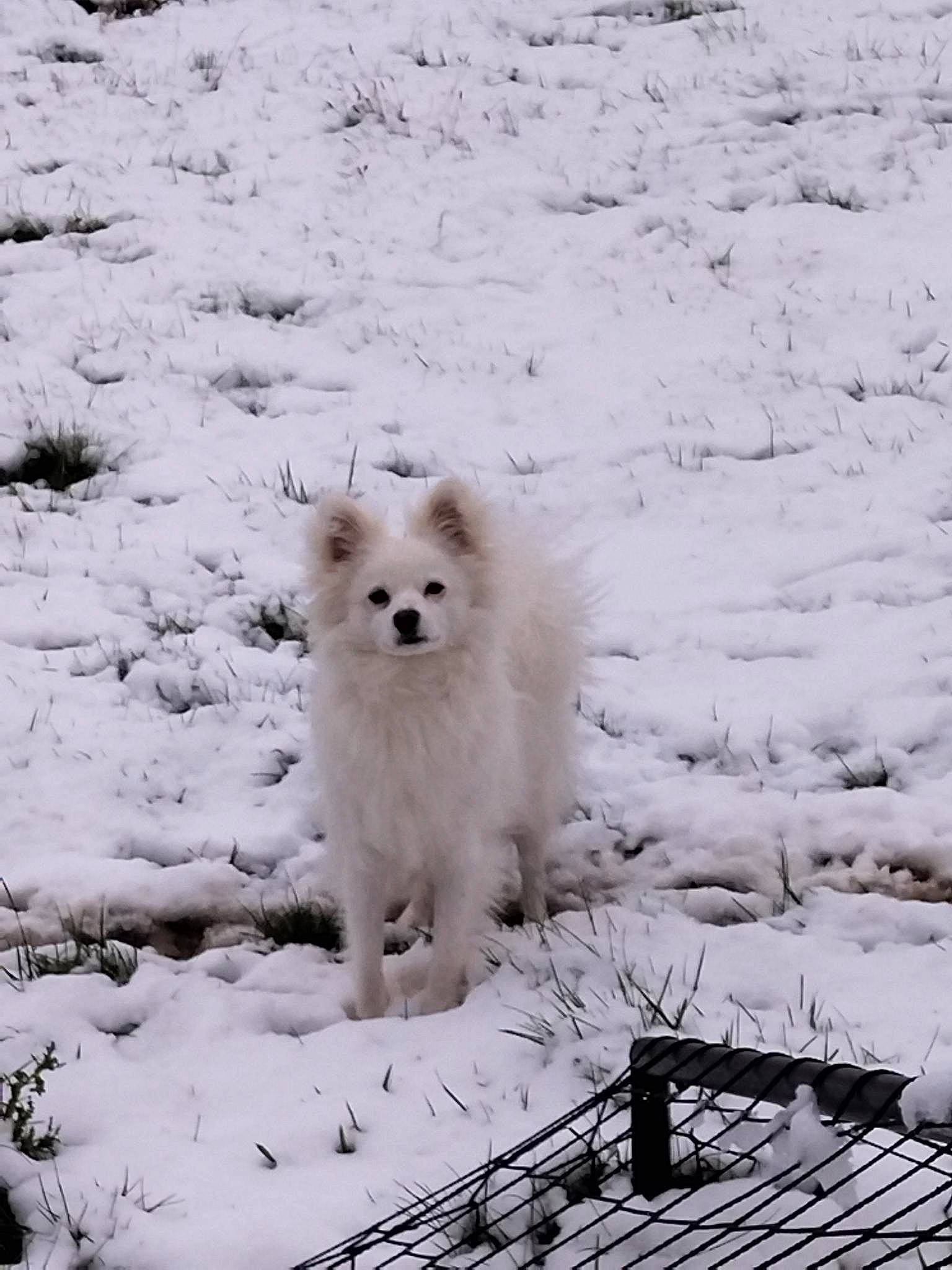 Lucky participe au concours pour gagner de l'argent avec cette photo : american_eskimo_dog, arctic_fox, canidae, carnivore, dog, dog_breed, freezing, fur, ice_cap, monochrome, polar_ice_cap, snout, snow, spitz, sporting_group, volpino_italiano, white, wildlife, winter, working_animal