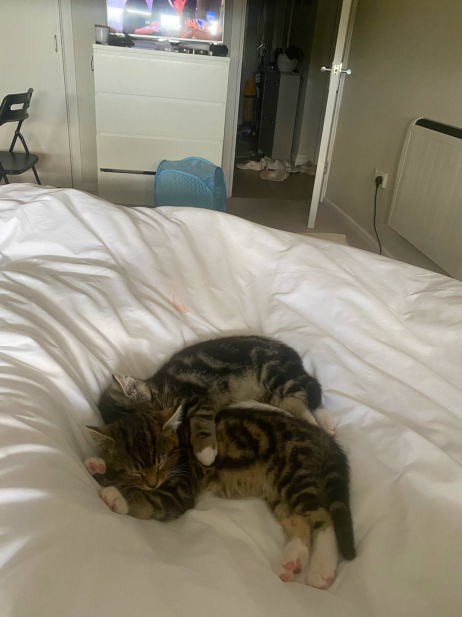 Albie is registered to the contest to win money with this photo: bed, bed_sheet, bedding, carnivore, cat, comfort, curtain, domestic_short_haired_cat, duvet, felidae, floor, fur, lamp, linens, room, small_to_medium_sized_cats, tail, television, textile, whiskers