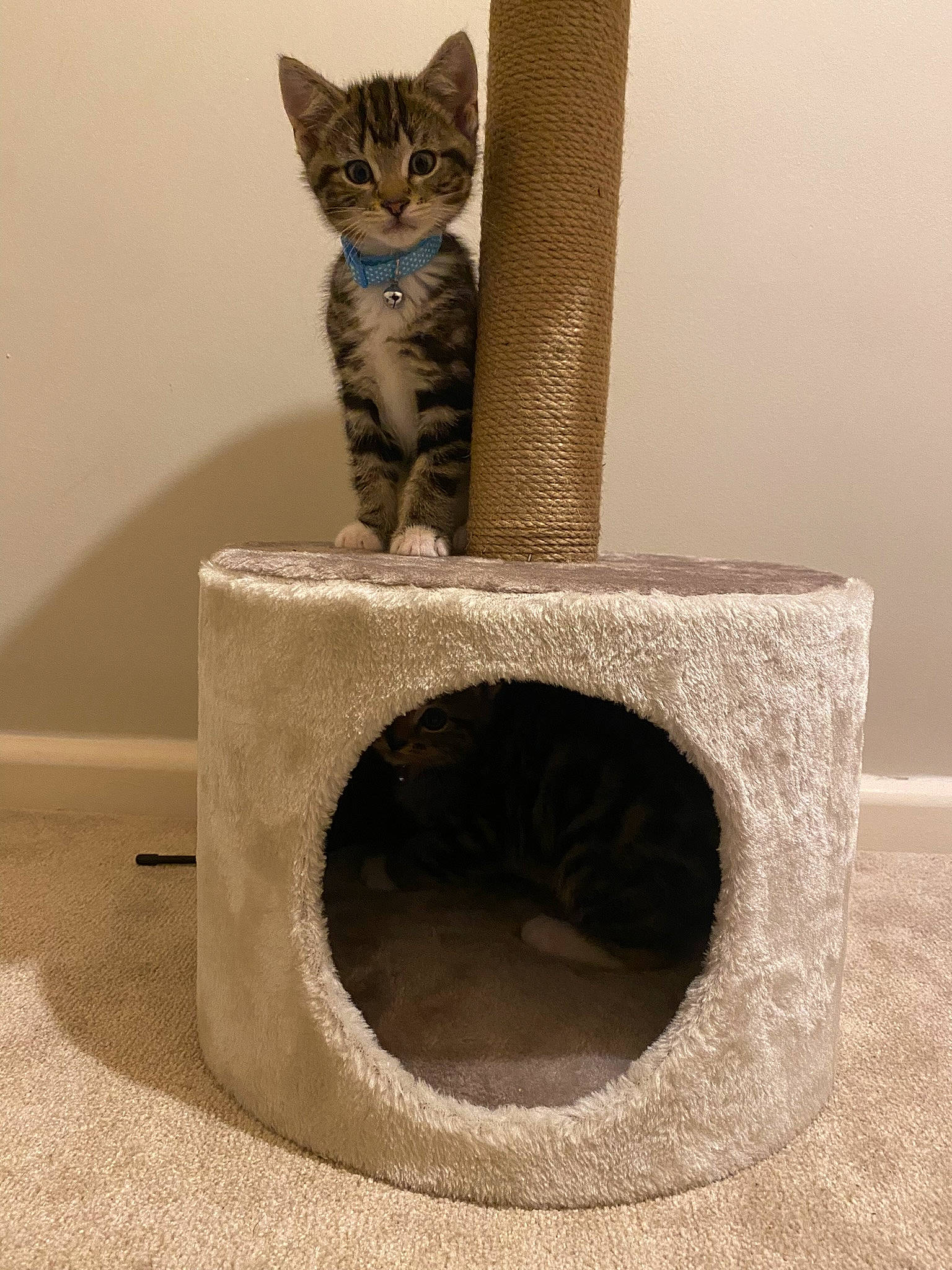 Albie joined the competition — help win amazing prizes! art, artifact, audio_equipment, carnivore, cat, cat_bed, cat_furniture, cat_supply, circle, domestic_short_haired_cat, felidae, grey, mammal, pet_supply, rectangle, small_to_medium_sized_cats, tail, vertebrate, whiskers, wood