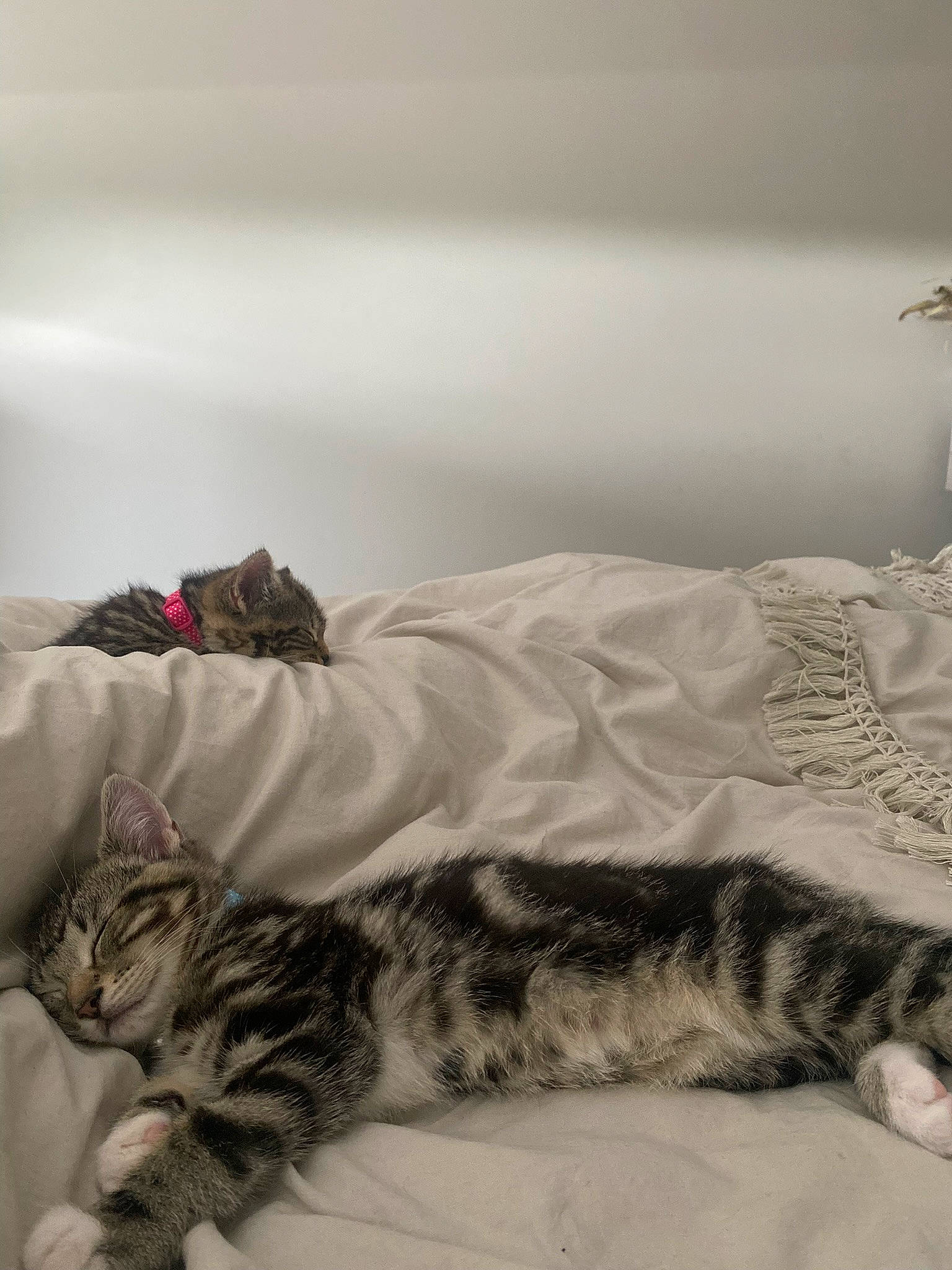 Albie is registered to the contest to win money with this photo: bed, bed_sheet, bedding, carnivore, cat, comfort, domestic_short_haired_cat, felidae, fur, grey, linens, pattern, paw, room, small_to_medium_sized_cats, snout, tail, textile, whiskers, wood