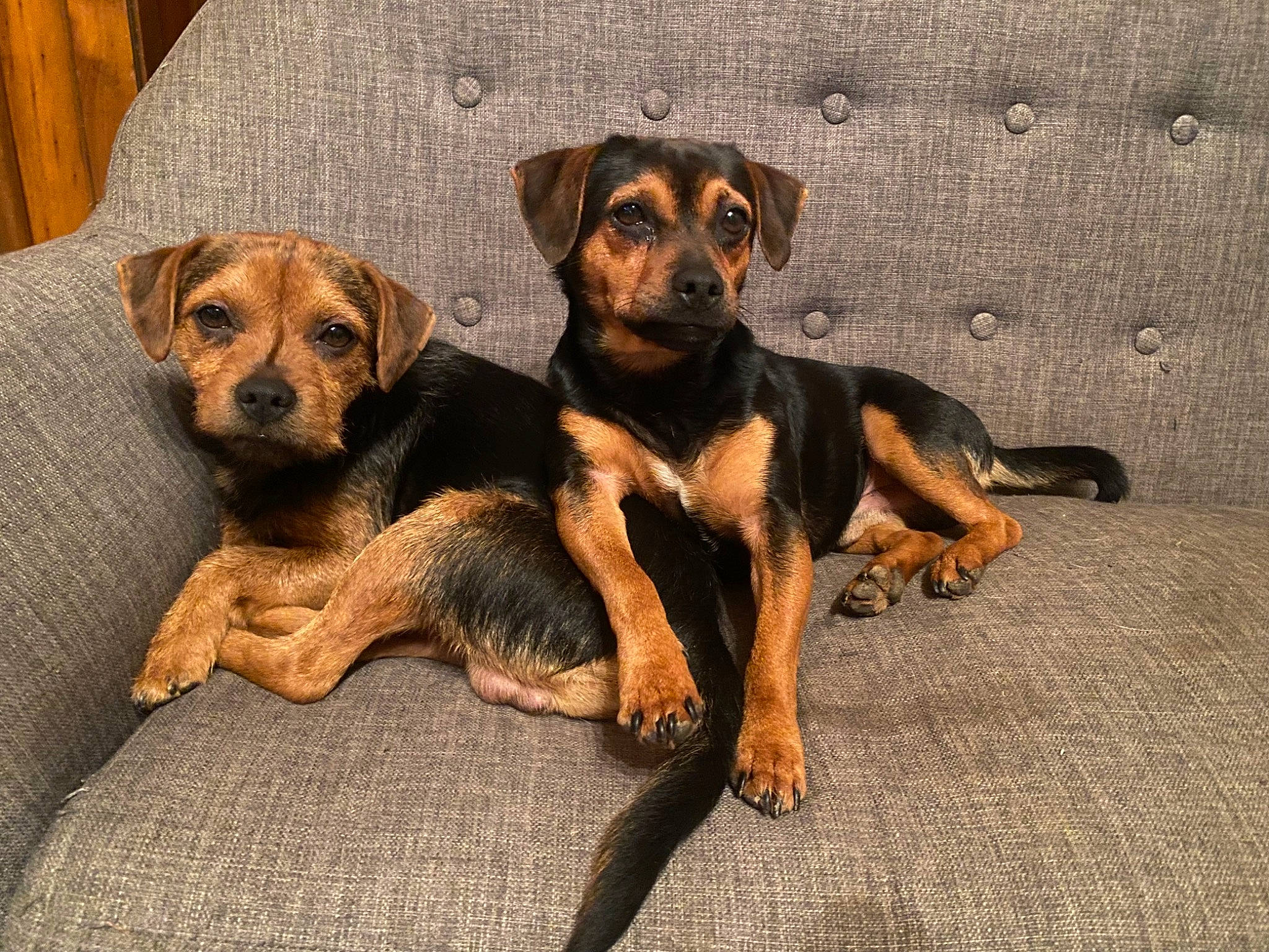 Tedy participe au concours pour gagner de l'argent avec cette photo : canidae, carlin_pinscher, carnivore, companion_dog, dog, dog_breed, fawn, guard_dog, hunting_dog, paw, snout, sporting_group, terrestrial_animal, working_animal, working_dog