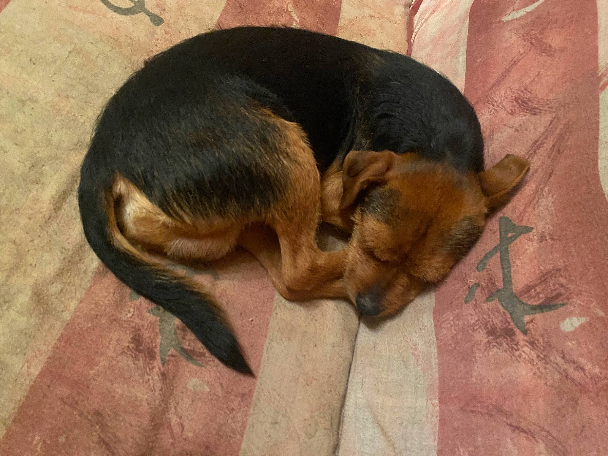 Tedy participe au concours pour gagner de l'argent avec cette photo : canidae, carnivore, comfort, companion_dog, dog, dog_breed, ear, fawn, flooring, fur, nap, paw, snout, sporting_group, tail, terrestrial_animal, wood, working_animal