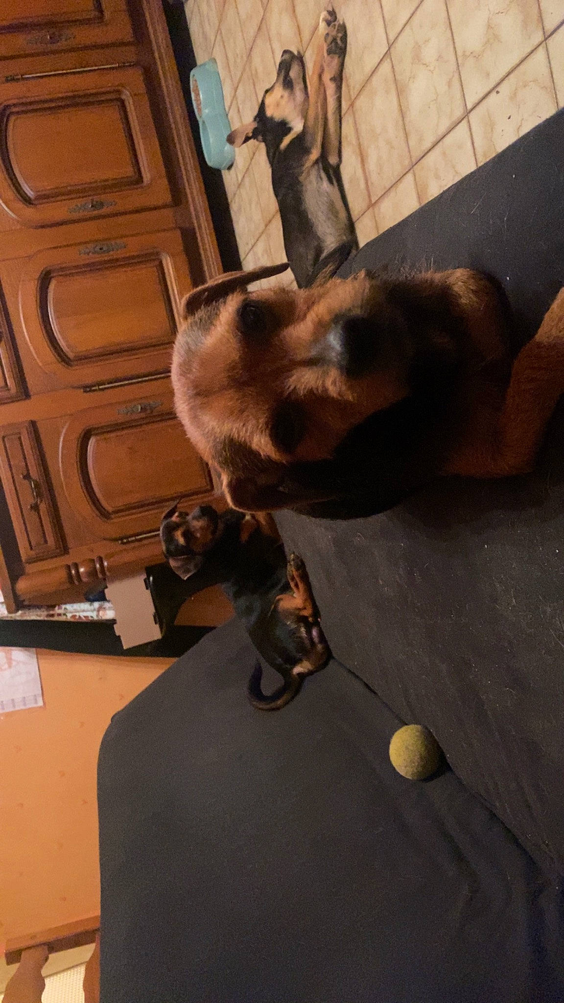 Tedy participe au concours pour gagner de l'argent avec cette photo : brown, cabinetry, canidae, carnivore, companion_dog, dog, dog_breed, ear, fawn, felidae, flooring, fur, hardwood, small_to_medium_sized_cats, snout, sporting_group, tail, whiskers, wood, working_animal