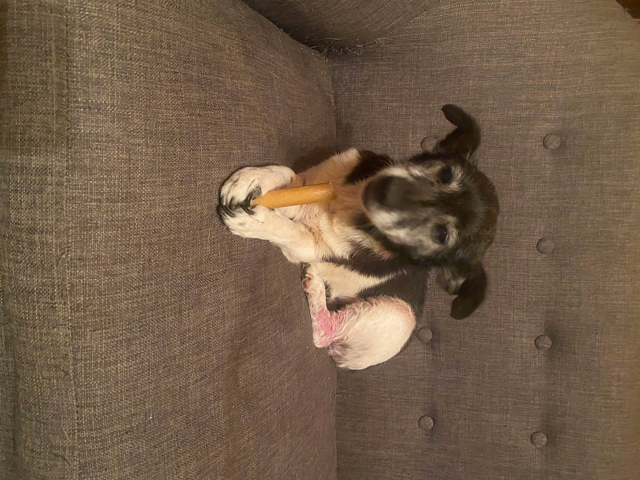 Fripouille participe au concours pour gagner de l'argent avec cette photo : canidae, carnivore, comfort, companion_dog, dog, dog_breed, fawn, felidae, flooring, fur, hardwood, paw, pet_supply, small_to_medium_sized_cats, snout, sporting_group, tail, toy_dog, whiskers, wood