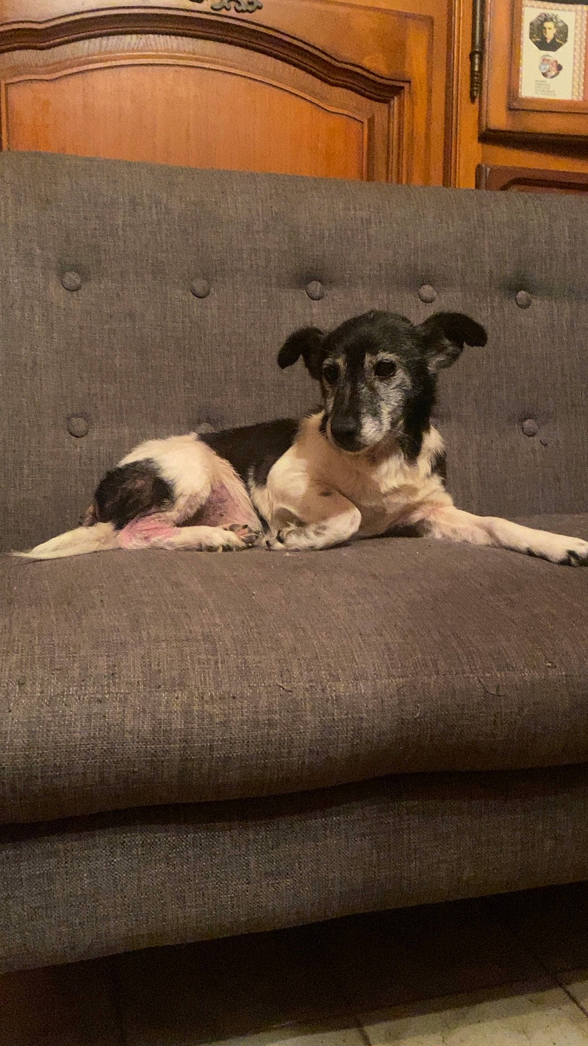 Fripouille participe au concours pour gagner de l'argent avec cette photo : canidae, carnivore, comfort, companion_dog, dog, dog_breed, door, fawn, flooring, fur, guard_dog, linens, snout, sporting_group, street_dog, tail, terrestrial_animal, tints_and_shades, wood, working_animal