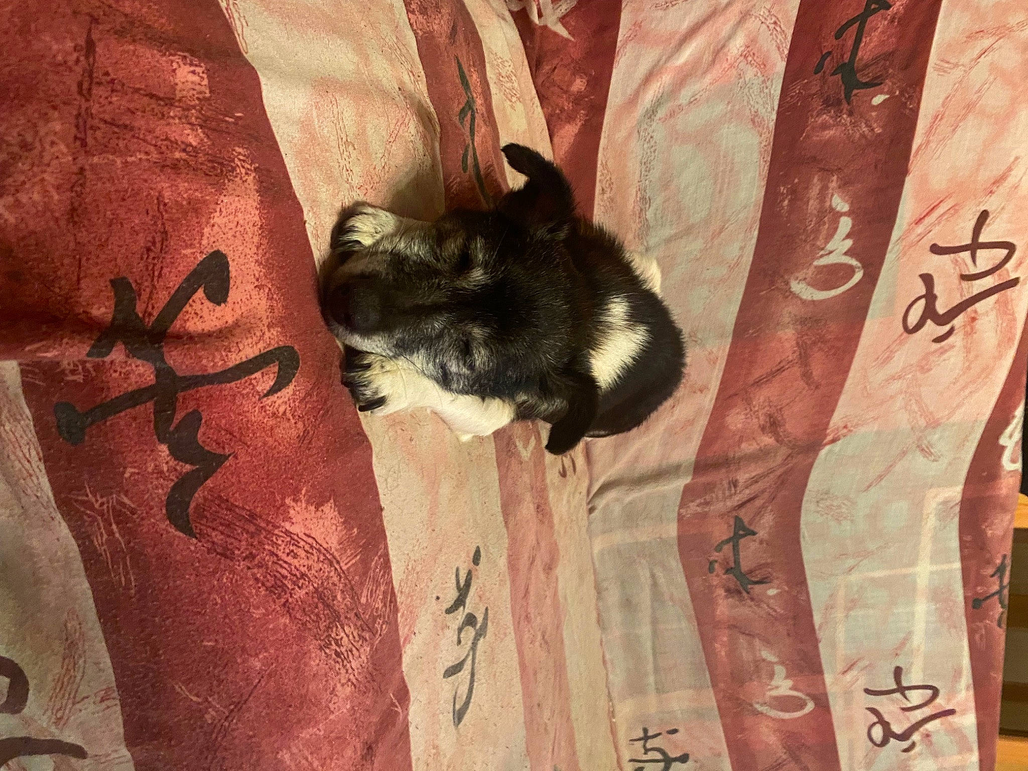 Fripouille a rejoint le concours — aidez-le/la à gagner de superbes lots ! canidae, carnivore, comfort, companion_dog, dog_breed, fawn, felidae, font, fur, human_leg, linens, pattern, sleeve, small_to_medium_sized_cats, snout, sporting_group, tail, tints_and_shades, whiskers, wood