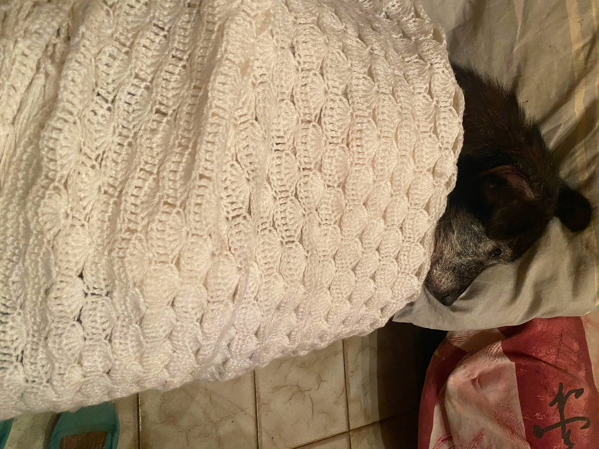 Fripouille a rejoint le concours — aidez-le/la à gagner de superbes lots ! art, beige, comfort, craft, creative_arts, door, felidae, flooring, fur, grey, linens, pattern, sleeve, terrestrial_animal, thread, window, wood, wool, woolen, woven_fabric