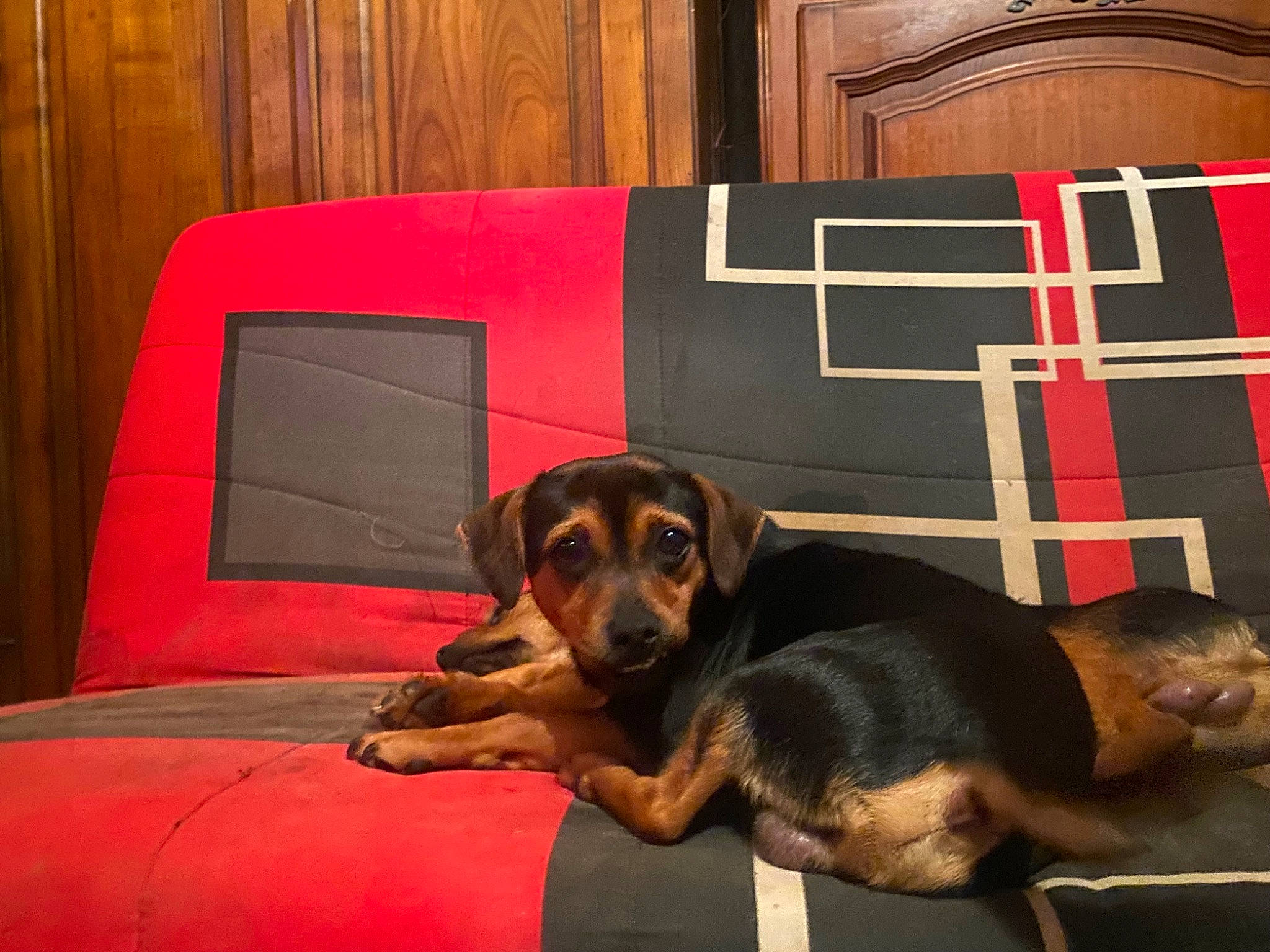 Tchoupie a rejoint le concours — aidez-le/la à gagner de superbes lots ! book, bookcase, canidae, carnivore, comfort, companion_dog, couch, dog, dog_breed, dog_supply, flooring, guard_dog, hardwood, living_room, pet_supply, room, sporting_group, studio_couch, wood, working_animal