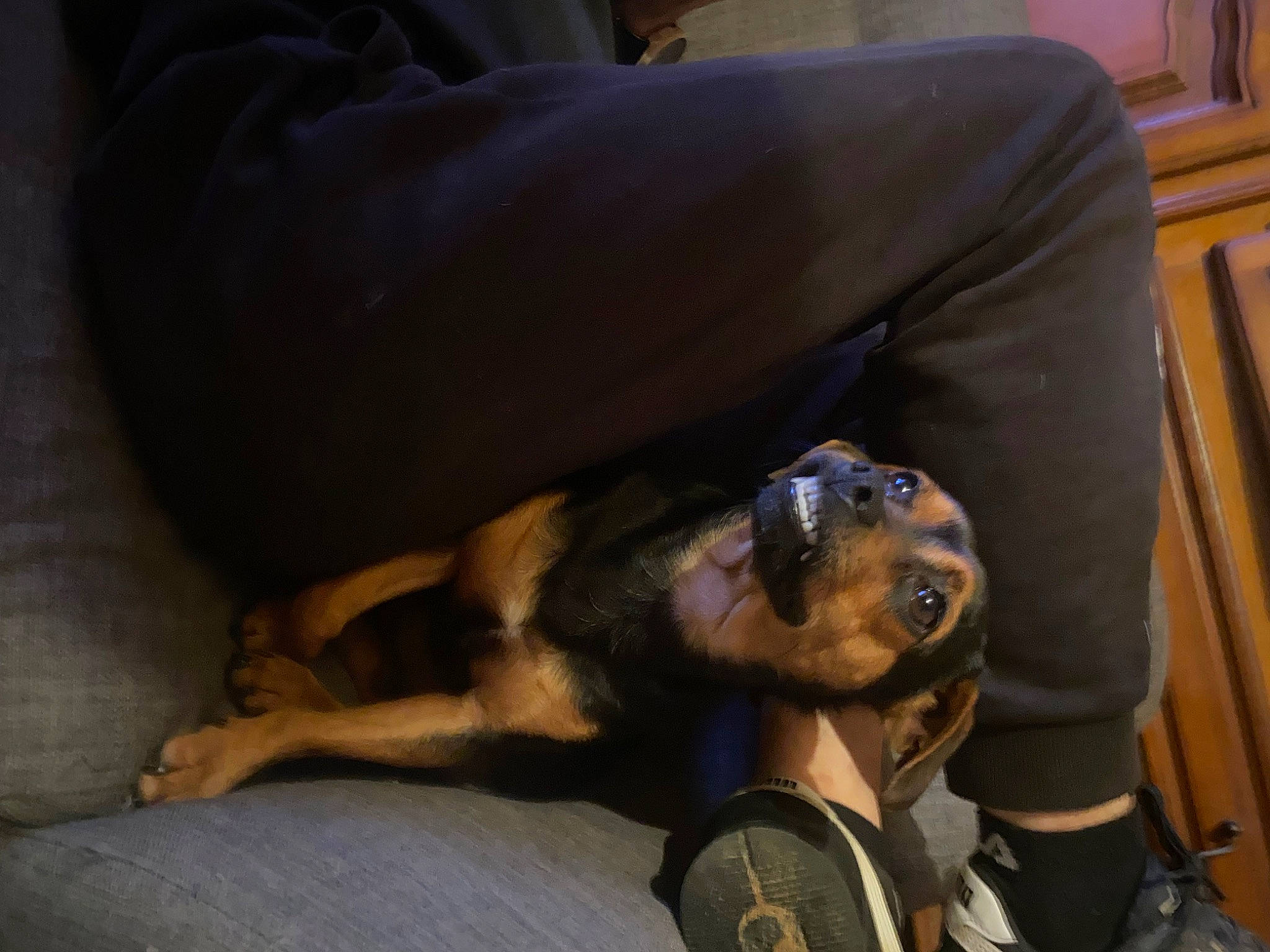 Tchoupie a rejoint le concours — aidez-le/la à gagner de superbes lots ! canidae, carnivore, comfort, companion_dog, couch, dog, dog_breed, fawn, fur, guard_dog, human_leg, paw, picture_frame, rottweiler, sitting, sporting_group, toy_dog, working_animal, working_dog, wrist