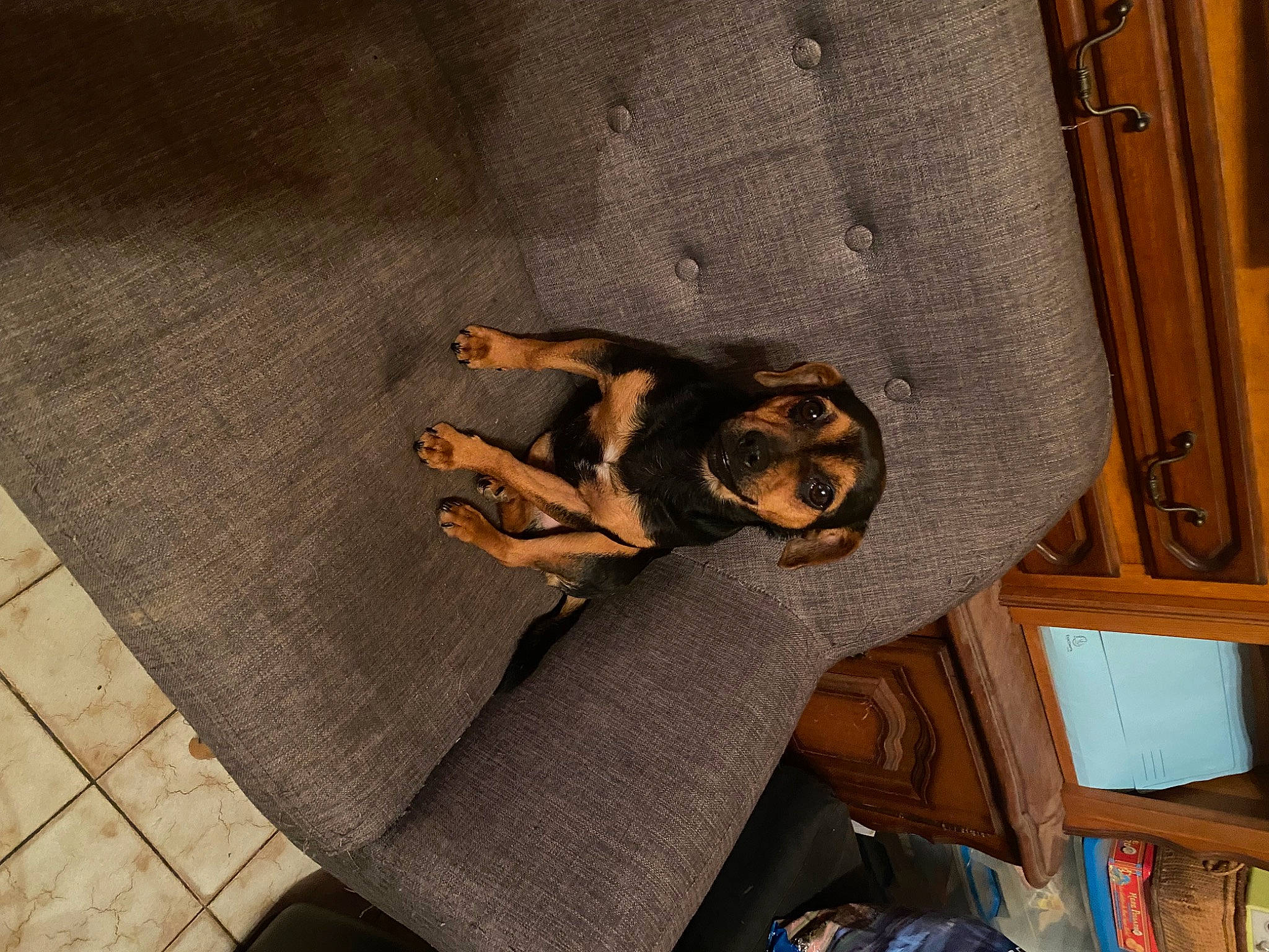 Tchoupie participe au concours pour gagner de l'argent avec cette photo : canidae, carnivore, comfort, companion_dog, dog, dog_breed, fawn, felidae, flooring, fur, guard_dog, hardwood, paw, pinscher, small_to_medium_sized_cats, sporting_group, tail, toy_dog, wood, working_dog