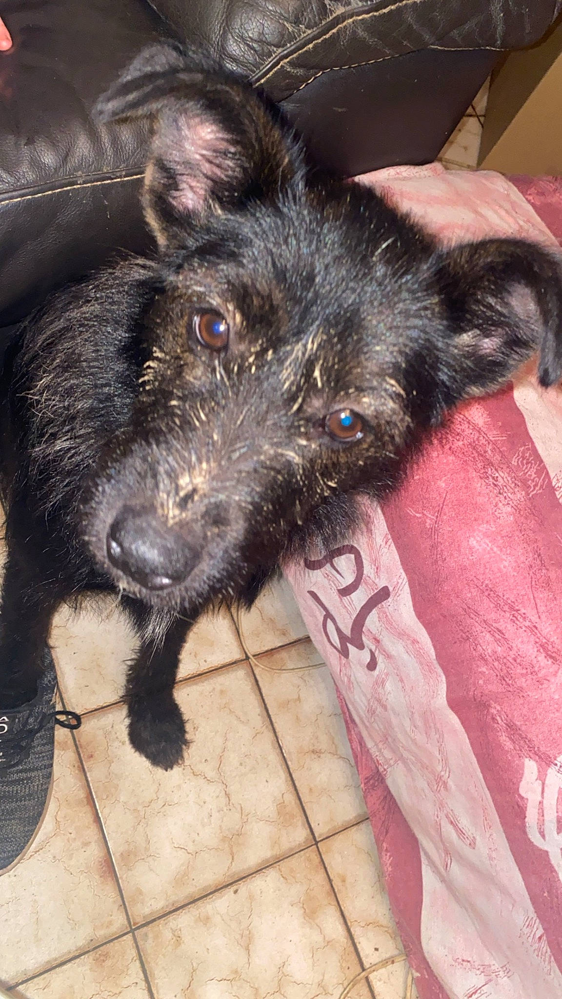 Toska participe au concours pour gagner de l'argent avec cette photo : canidae, carnivore, claw, comfort, companion_dog, dog, dog_breed, fur, puppy, small_terrier, snout, sporting_group, terrier, toy_dog, whiskers, working_animal