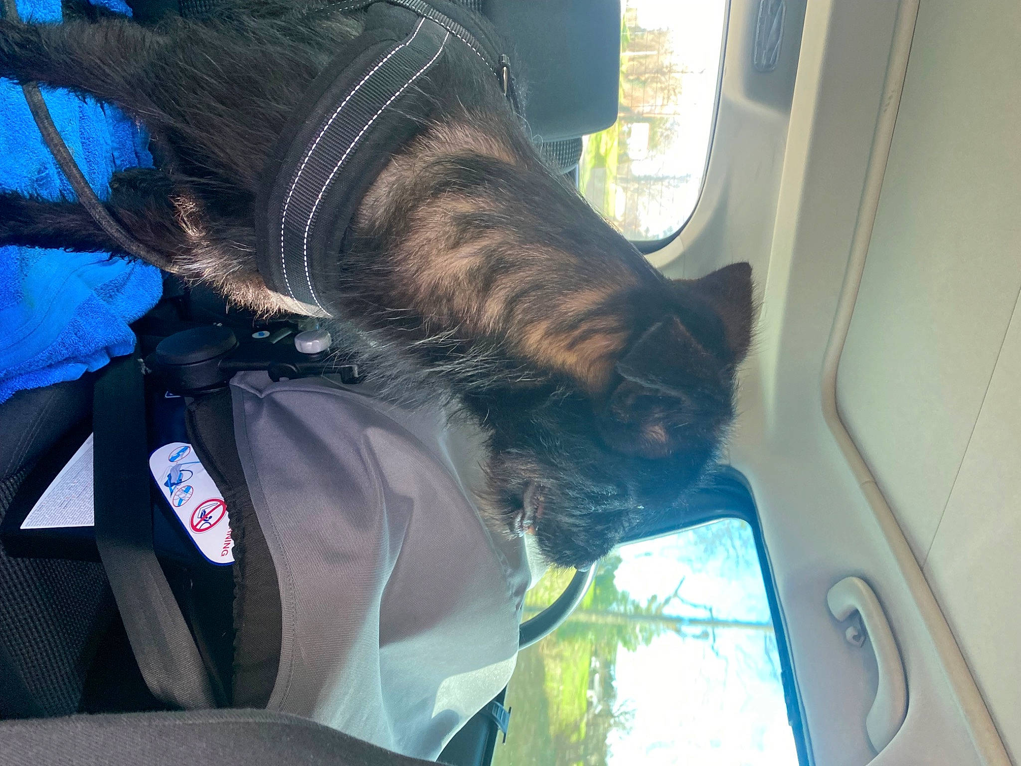 Toska participe au concours pour gagner de l'argent avec cette photo : auto_part, automotive_window_part, carnivore, cat, collar, comfort, dog_breed, door, electric_blue, felidae, fur, small_to_medium_sized_cats, snout, sporting_group, tail, vehicle, vehicle_door, whiskers, window, windshield