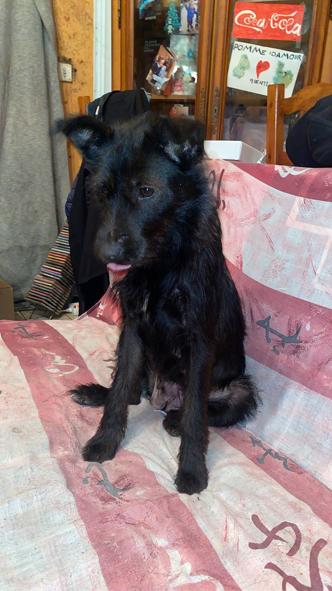 Toska a rejoint le concours — aidez-le/la à gagner de superbes lots ! borador, canidae, carnivore, chair, claw, companion_dog, dog, dog_breed, fur, non_sporting_group, snout, sporting_group, tail, terrestrial_animal, working_animal, working_dog