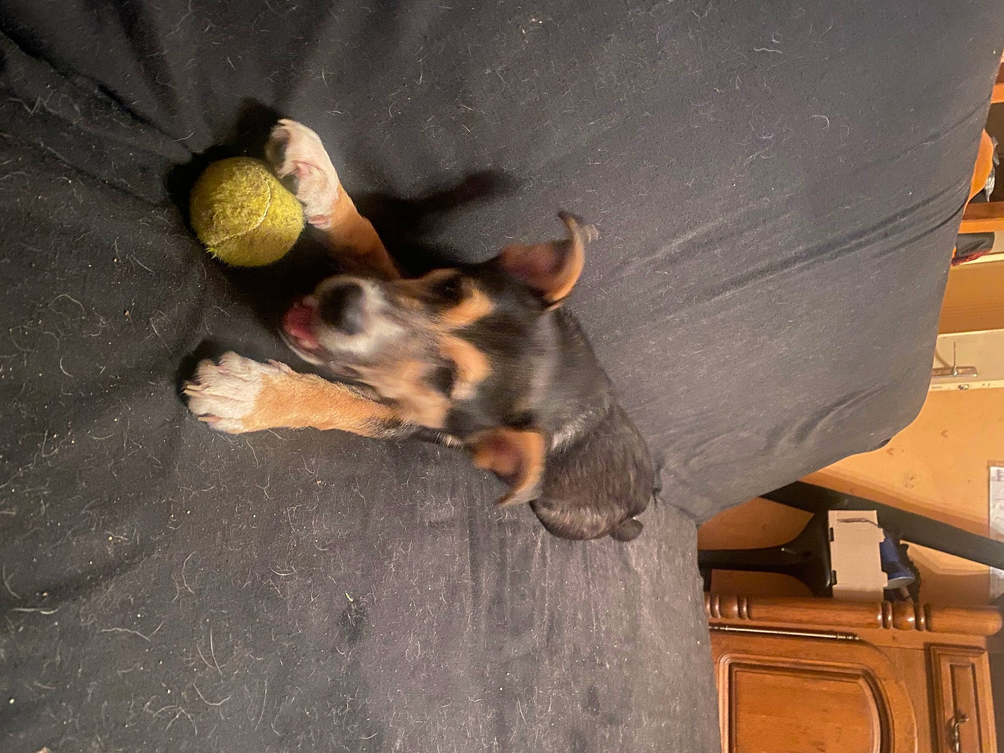 Lady a rejoint le concours — aidez-le/la à gagner de superbes lots ! canidae, carnivore, claw, comfort, companion_dog, dog, dog_breed, dog_supply, fur, grey, guard_dog, paw, sporting_group, tail, toy_dog, whiskers, working_dog