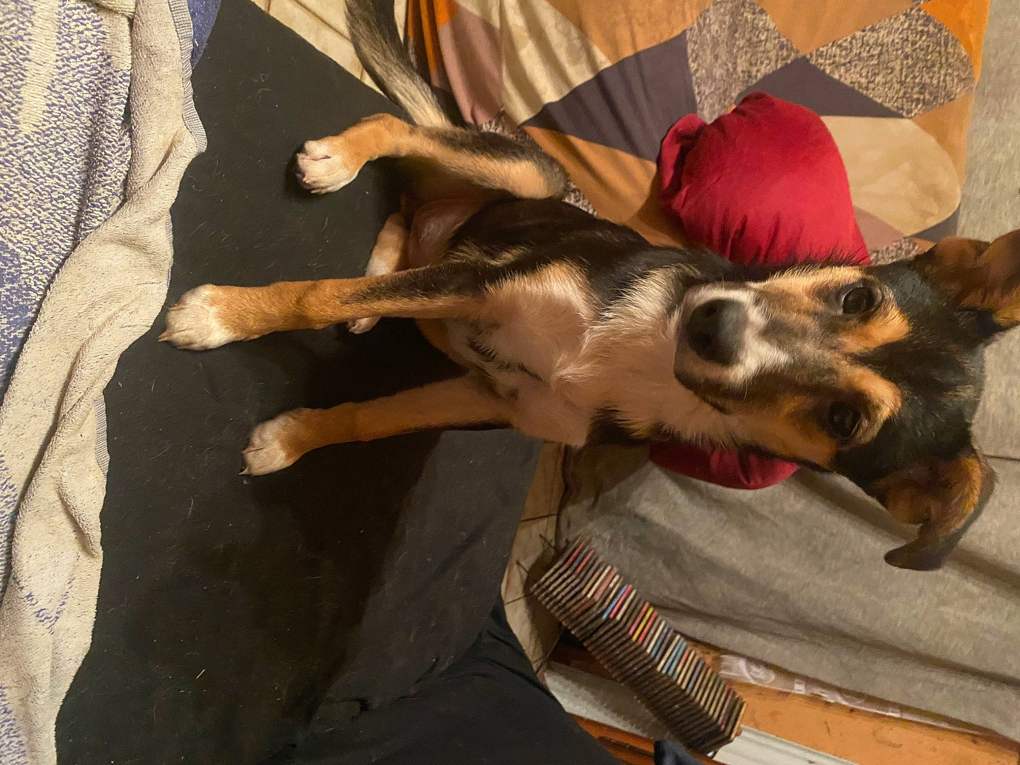 Lady participe au concours pour gagner de l'argent avec cette photo : canidae, carnivore, comfort, companion_dog, dog, dog_breed, ear, fawn, flooring, fur, linens, nap, paw, puppy, snout, sporting_group, tail, wood, working_animal, working_dog