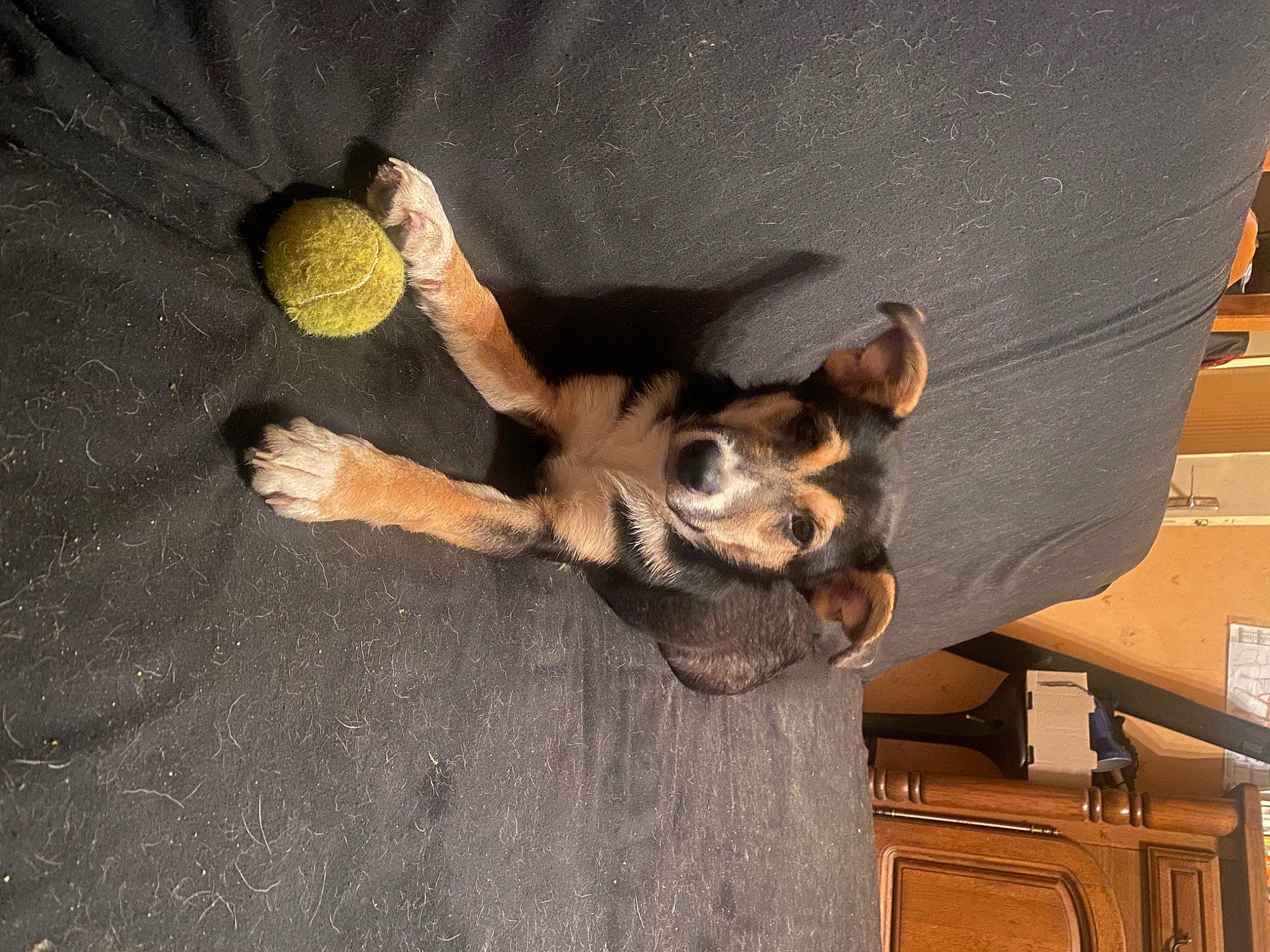 Lady participe au concours pour gagner de l'argent avec cette photo : asphalt, ball, canidae, carnivore, comfort, companion_dog, dog, dog_breed, fawn, felidae, fur, gesture, paw, plant, small_to_medium_sized_cats, sporting_group, tail, toy, toy_dog, wood