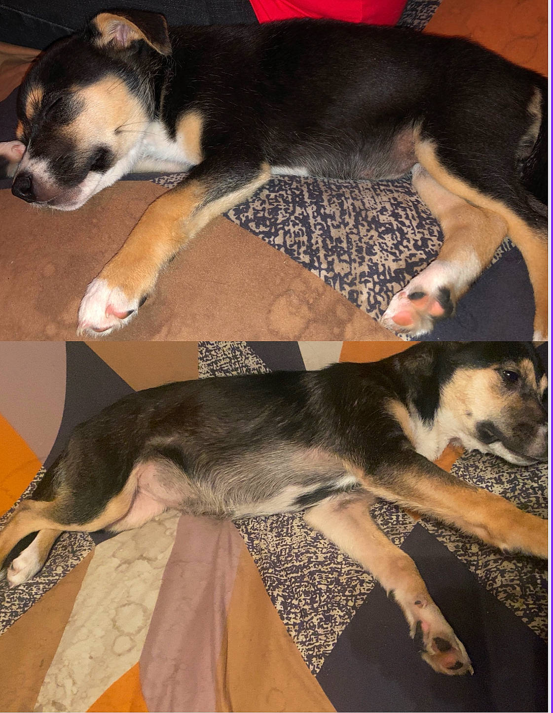 Lady participe au concours pour gagner de l'argent avec cette photo : carnivore, comfort, companion_dog, dog, dog_breed, fur, mammal, paw, sporting_group, tail, vertebrate, working_dog