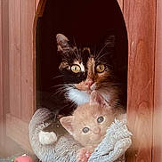 Mama And Ollie joined the competition — help win amazing prizes! calico_cat, kitten, cat_house, wooden_structure, blanket, curiosity, pets, feline, cozy, indoor, soft_texture, snuggling, animal_bond, cute, resting, fur, whiskers, ears, eyes, napping