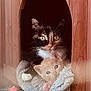 calico_cat, kitten, cat_house, wooden_structure, blanket, curiosity, pets, feline, cozy, indoor, soft_texture, snuggling, animal_bond, cute, resting, fur, whiskers, ears, eyes, napping