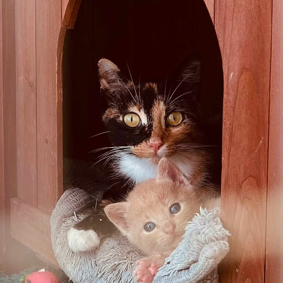 Mama And Ollie joined the competition — help win amazing prizes! animal_bond, blanket, calico_cat, cat_house, cozy, curiosity, cute, ears, eyes, feline, fur, indoor, kitten, napping, pets, resting, snuggling, soft_texture, whiskers, wooden_structure