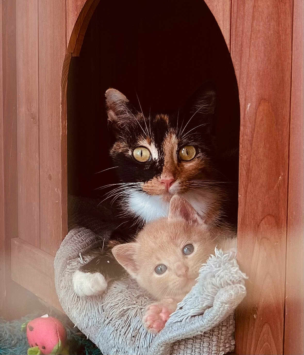 Mama And Ollie joined the competition — help win amazing prizes! calico_cat, kitten, cat_house, wooden_structure, blanket, curiosity, pets, feline, cozy, indoor, soft_texture, snuggling, animal_bond, cute, resting, fur, whiskers, ears, eyes, napping