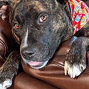 Bailey is registered to the contest to win money with this photo: dog, brindle, bandana, tongue_out, leather_couch, indoor, pet, closeup, brown_eyes, paw, relaxed, furniture, canine, companion, cute, animal, domestic, resting, colorful, cozy