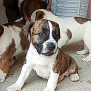Alfred a rejoint le concours — aidez-le/la à gagner de superbes lots ! puppy, dog, brown_and_white, concrete_floor, bucket, shoes, playful, young_dog, pets, animal, cute, small_dog, canine, sitting, outdoor, young_puppy, companionship, curious, group, domestic_animal