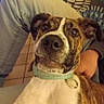 dog, brindle, collar, pet, indoor, person, leg, hand, curious, closeup, animal, canine, fur, expression, looking, seated, home, floor, tile, casual