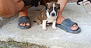 Alfred a rejoint le concours — aidez-le/la à gagner de superbes lots ! animal, black, brown, canine, concrete, curious, dog, footwear, ground, legs, outdoor, person, pet, porch, puppy, resting, shorts, slippers, white, young