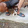 puppy, dog, person, legs, shorts, slippers, concrete, porch, brown, white, black, outdoor, pet, animal, resting, curious, young, footwear, ground, canine