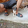 Alfred participe au concours pour gagner de l'argent avec cette photo : puppy, dog, legs, shorts, slippers, concrete, wooden_wall, outdoor, animal, pet, curious, young_dog, brown_and_white, floor, person, casual, companionship, cute, exploring, domestic