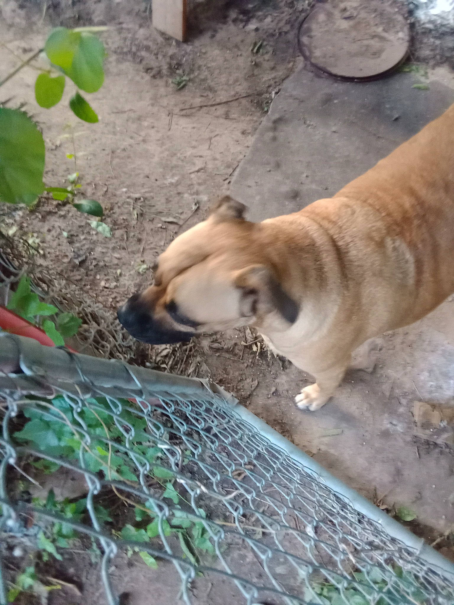 Nala is registered to the contest to win money with this photo: canidae, carnivore, companion_dog, dog, dog_breed, fawn, felidae, grass, groundcover, mesh, plant, snout, soil, sporting_group, tail, terrestrial_animal, whiskers, wildlife, wood, working_animal