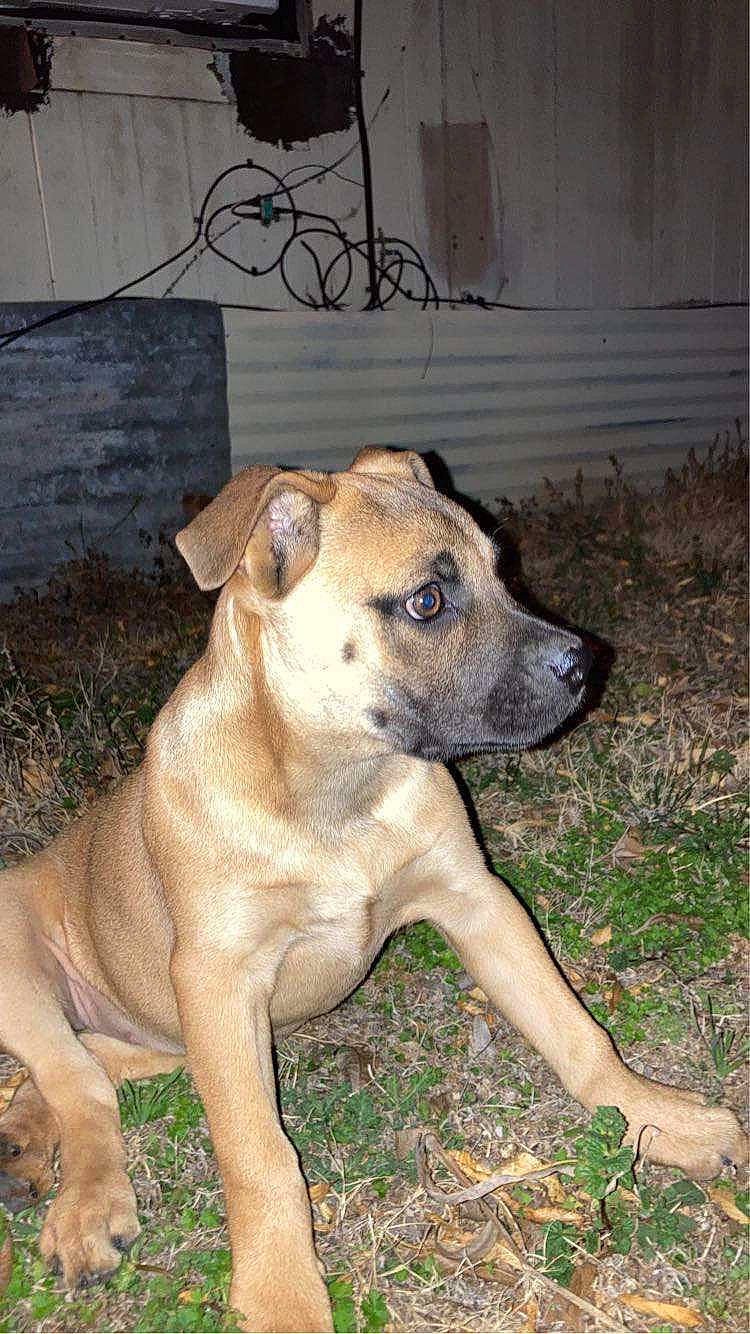 Nala joined the competition — help win amazing prizes! ancient_dog_breeds, canidae, carnivore, companion_dog, dog, dog_breed, fawn, grass, molosser, non_sporting_group, plant, sporting_group, terrestrial_animal, whiskers, working_dog