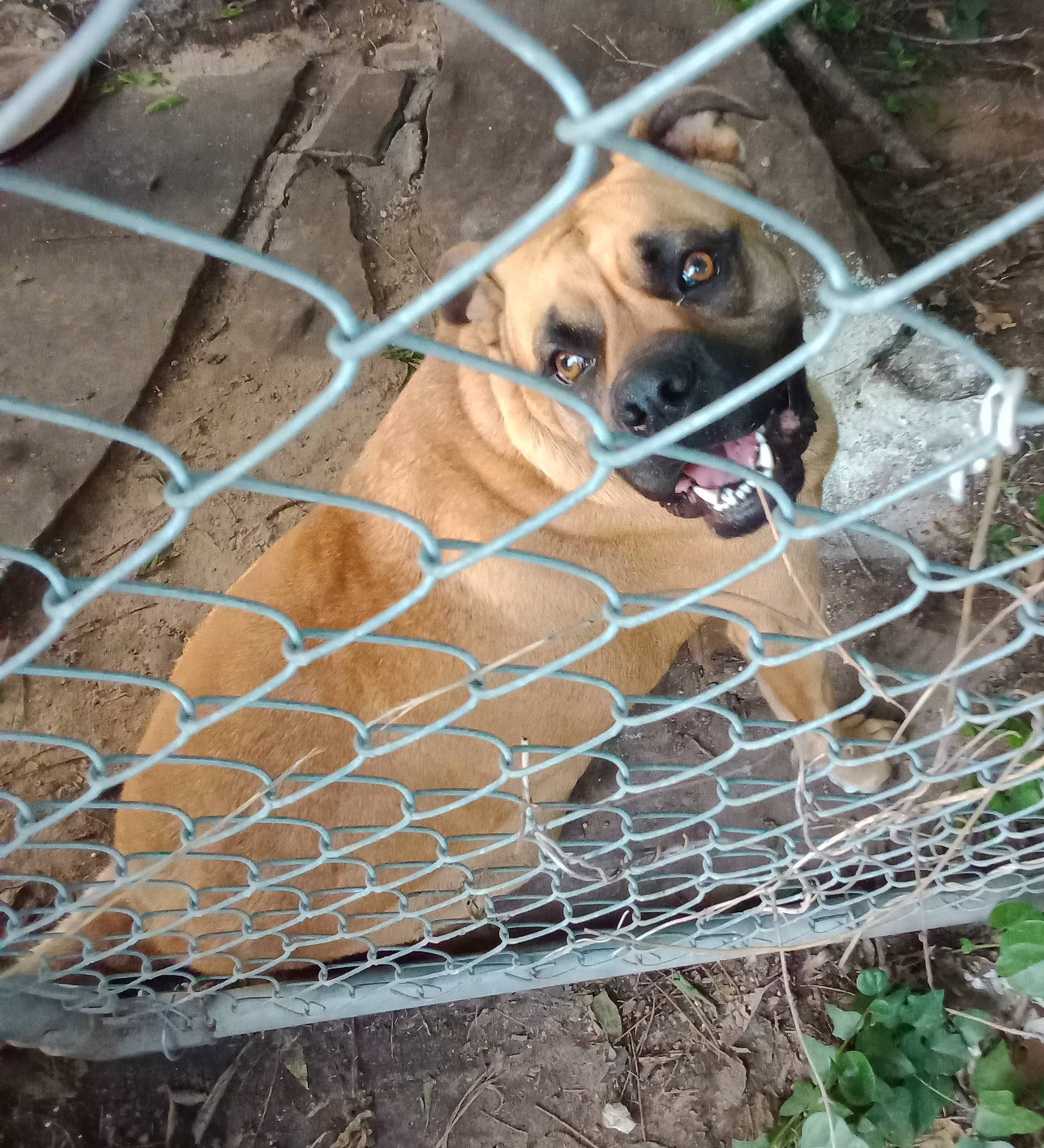 Nala is registered to the contest to win money with this photo: animal_shelter, cage, canidae, carnivore, chain_link_fencing, dog, dog_breed, dog_supply, fawn, fence, mesh, net, pet_supply, plant, service, snout, sporting_group, terrestrial_animal, wildlife, wire_fencing