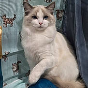 Mikka is registered to the contest to win money with this photo: animal, blue_eyes, cartoon_cats, cat, close_up, cozy, curtain, cute, domestic_cat, feline, fluffy, home, indoor, pet, portrait, relaxed, sitting, soft_light, tail, white_fur