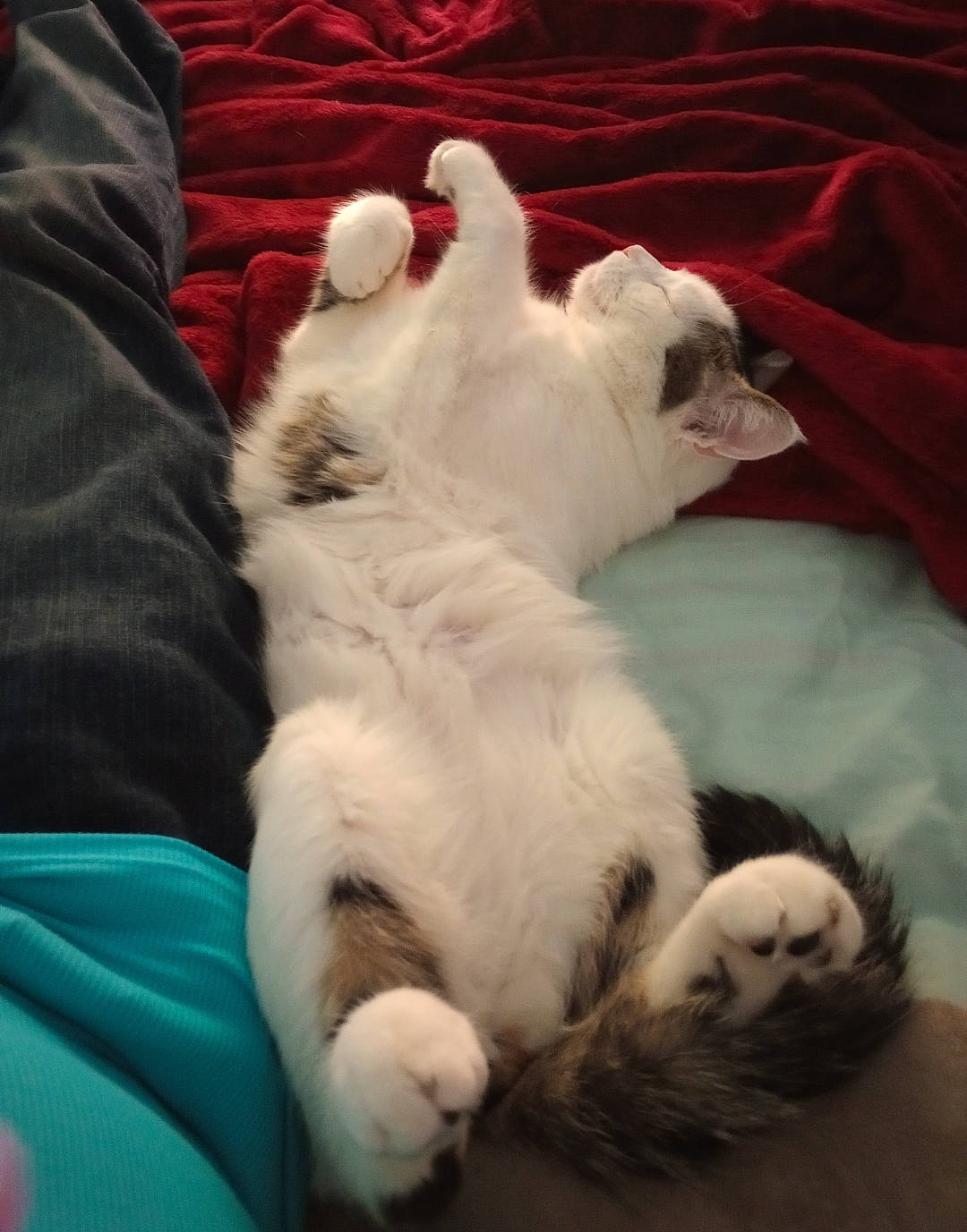 Haru joined the competition — help win amazing prizes! carnivore, cat, claw, comfort, companion_dog, domestic_short_haired_cat, felidae, foot, fur, human_leg, lap, linens, nap, paw, sleep, small_to_medium_sized_cats, tail, whiskers