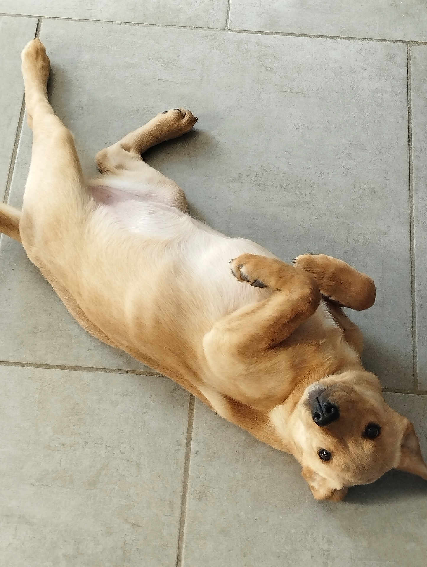Akira participe au concours pour gagner de l'argent avec cette photo : dog, puppy, pet, lying_down, floor, tile, playful, cute, brown, fur, animal, domestic_animal, young, relaxed, looking_up, indoor, canine, adorable, four_legs, nose