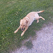 Akira participe au concours pour gagner de l'argent avec cette photo : dog, grass, outdoor, pet, animal, lawn, canine, nature, relaxed, laying_down, path, ground, fur, daylight, summer, greenery, resting, tongue_out, ear, mammal