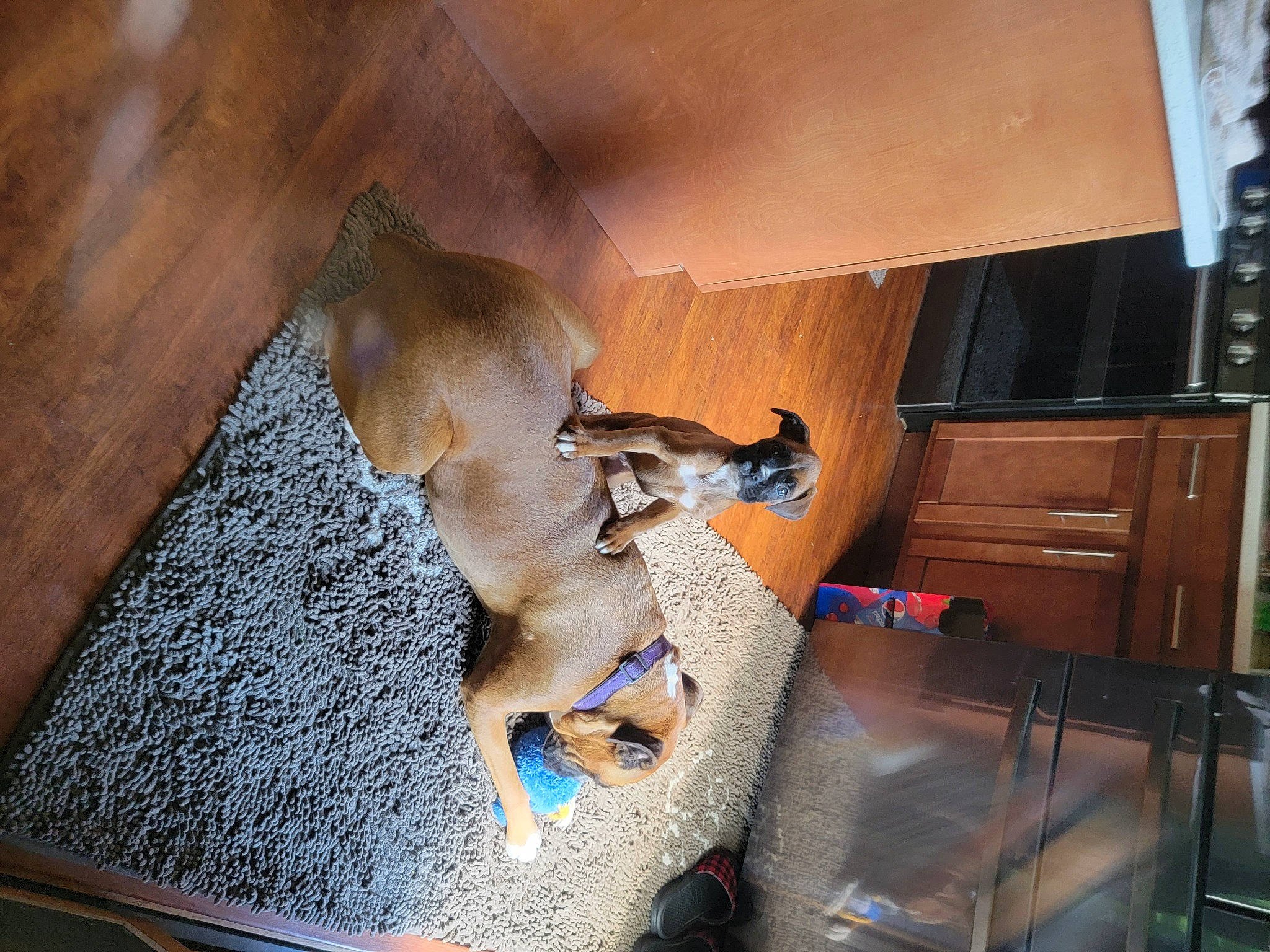 Layla is registered to the contest to win money with this photo: cabinetry, carnivore, chest, comfort, companion_dog, cupboard, dog, dog_breed, drawer, fawn, felidae, floor, flooring, hardwood, plywood, room, small_to_medium_sized_cats, tail, wood, wood_stain