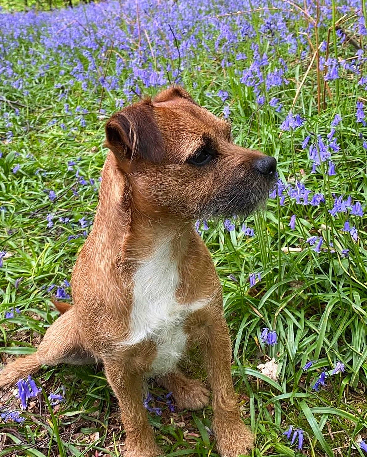 Mac is registered to the contest to win money with this photo: blue, carnivore, companion_dog, dog, dog_breed, fawn, flower, grass, grassland, groundcover, herb, herbaceous_plant, liver, people_in_nature, plant, prairie, shrub, spring, terrestrial_animal, working_animal